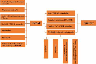 Roles of N-Methyl-D-Aspartate Receptors (NMDARs) in Epilepsy